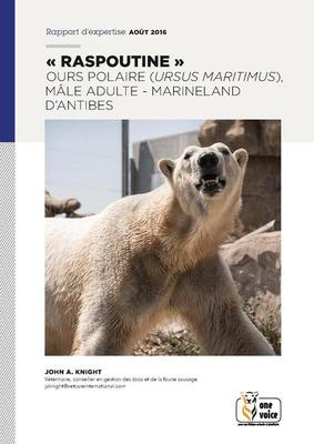 "Raspoutine" ours polaire (ursus maritimus), mâle adulte - Marineland d'Antibes